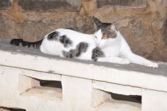 mass with the  archbishop78.jpg